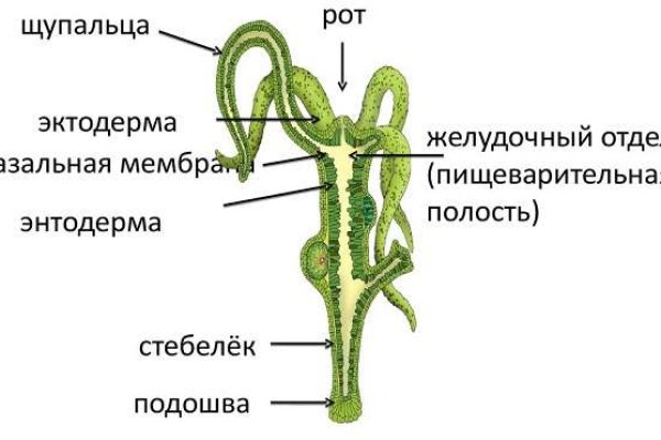 Кракен сайт дарк нет