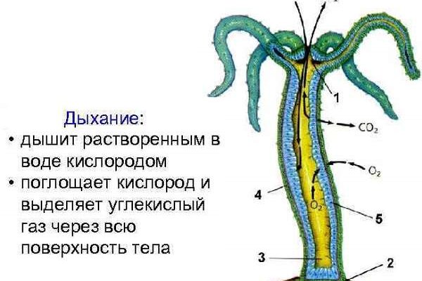 Кракен гидра даркнет